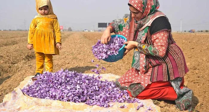 Kashmiri Saffron: The World’s Most Coveted Spice